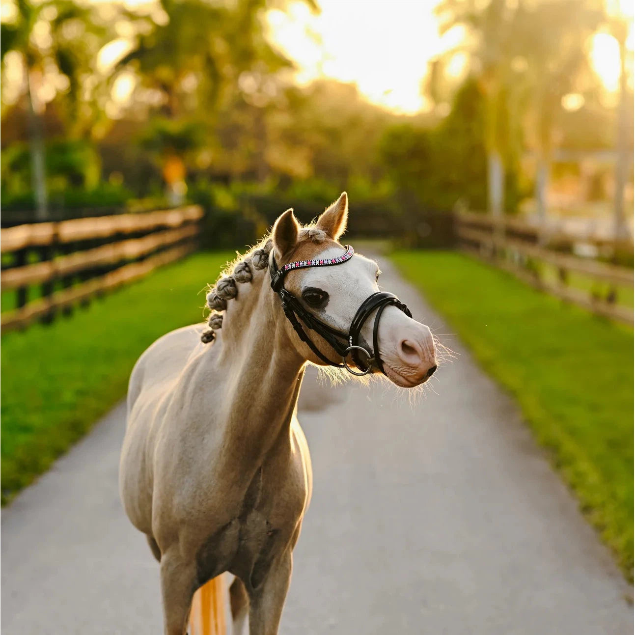 Unicorn Bridle (No reins)