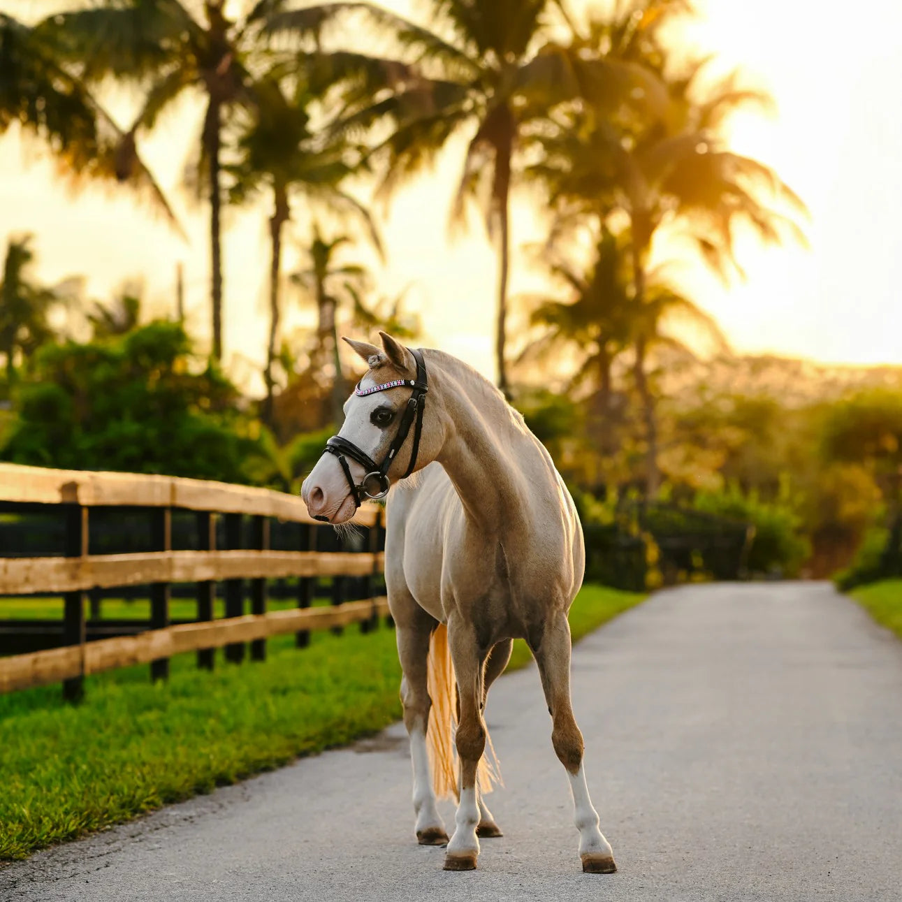 Unicorn Bridle (No reins)