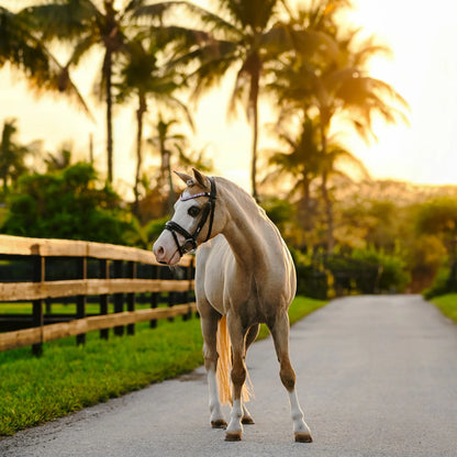 Unicorn Bridle (No reins)