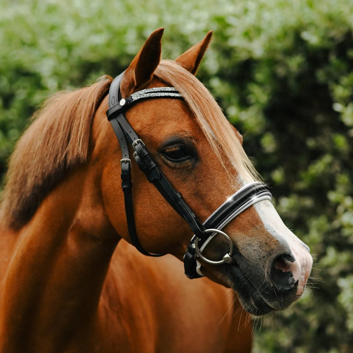 Princess Bridle (No reins)