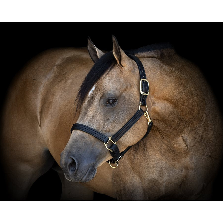 1" Leather Turnout Halter
