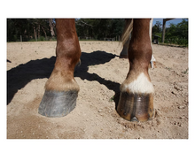 Load image into Gallery viewer, Hoof Moisturiser