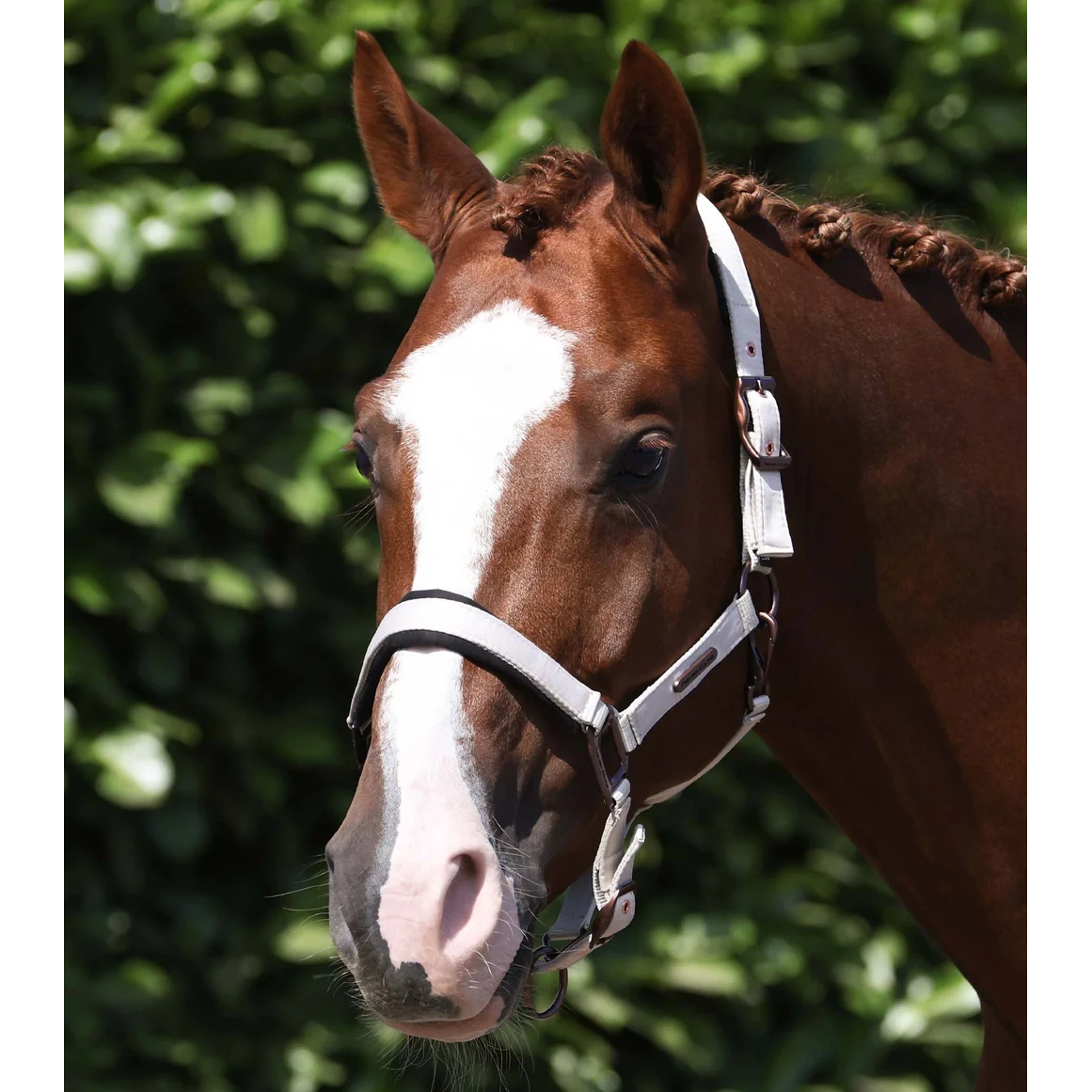 Fusco Head Collar With Lead Rope