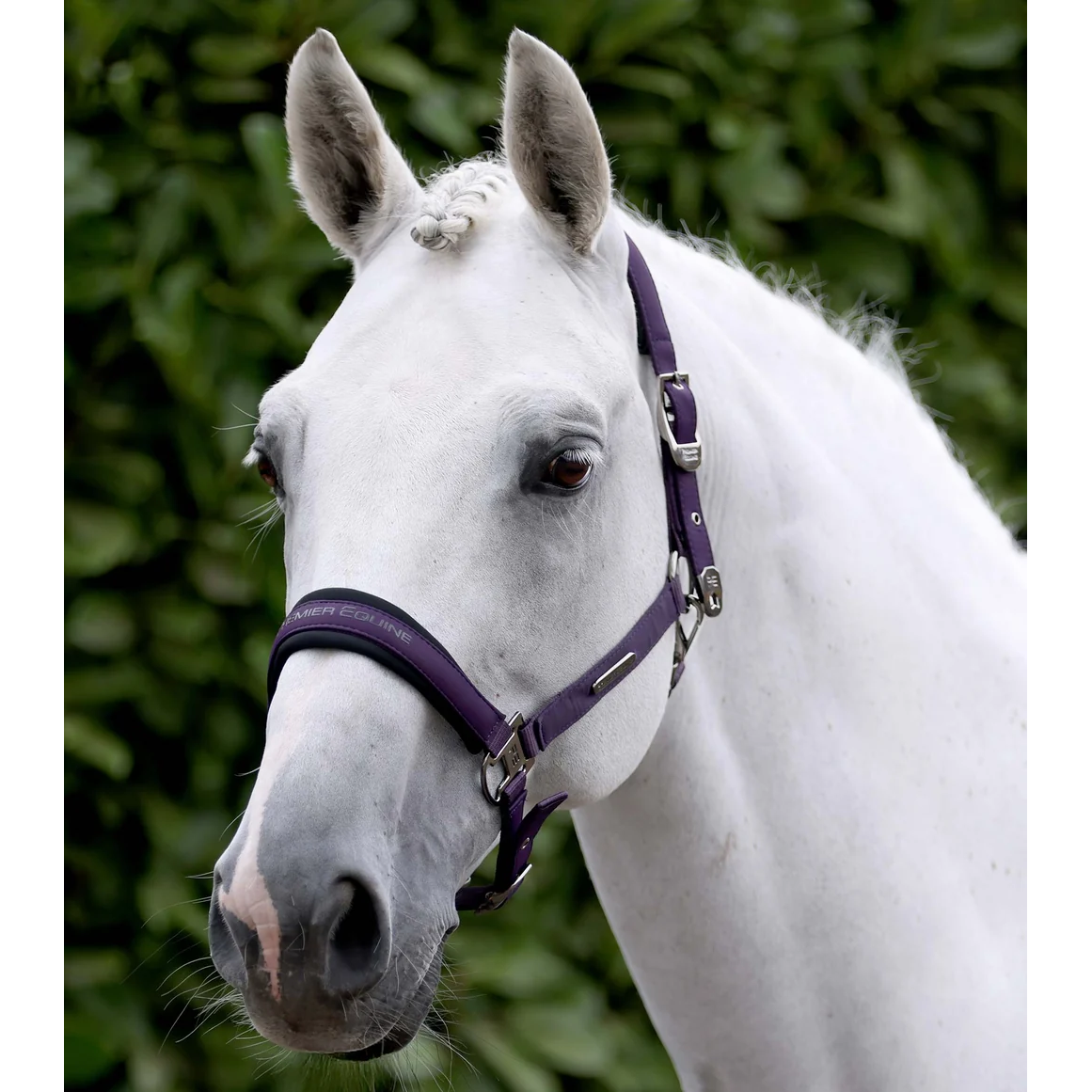 Duco Padded Head Collar with Lead Rope