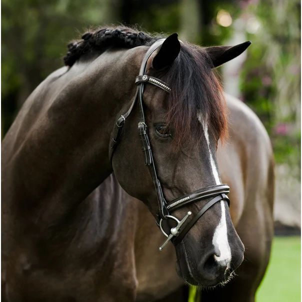 Perseus Bridle (Convertible) (No reins)