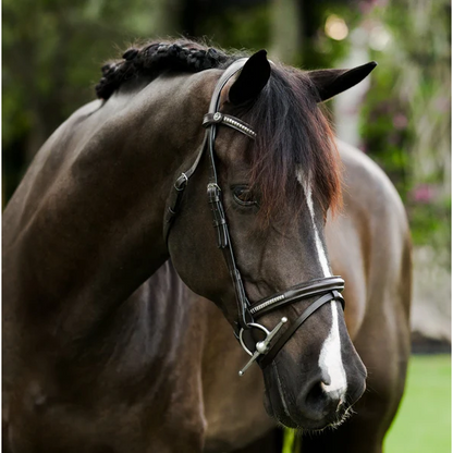 Perseus Bridle (Convertible) (No reins)