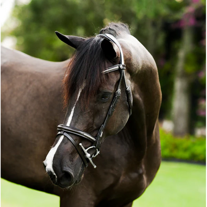 Perseus Bridle (Convertible) (No reins)