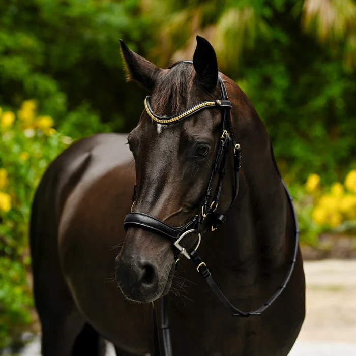 Dallas Bridle (Anatomic) (No reins)