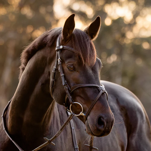 Pia Grackle Bridle (No reins)