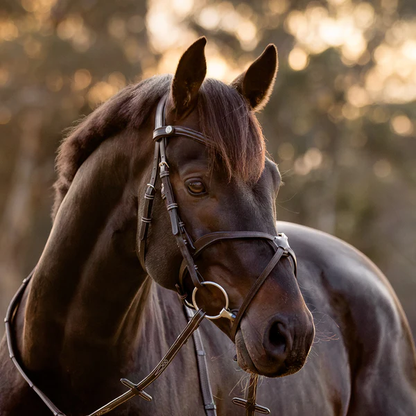 Pia Grackle Bridle (No reins)