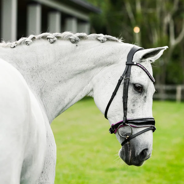 Perla Bridle (Hanoverian) (No reins)