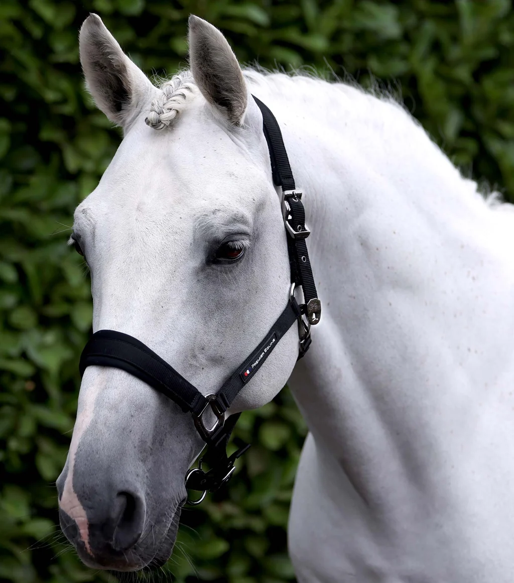 Corda Padded Head Collar with Lead Rope