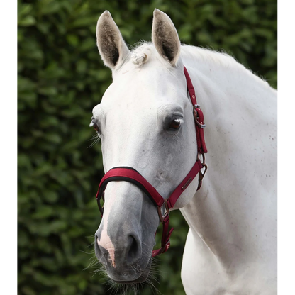 Fusco Head Collar With Lead Rope