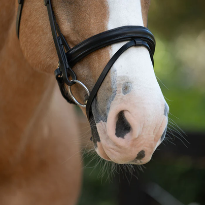 Demi Bridle (Hanoverian) (No reins)