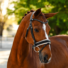 Load image into Gallery viewer, Sibella Bridle (Hanoverian) (No reins)
