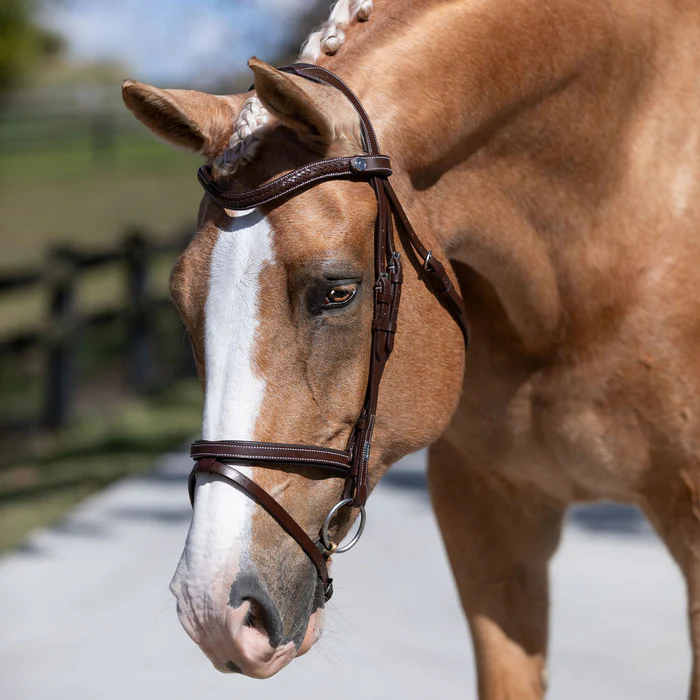 Delaney Bridle (Hanoverian) (No reins)