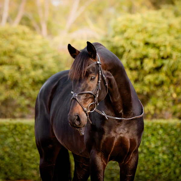 Pia Grackle Bridle (No reins)