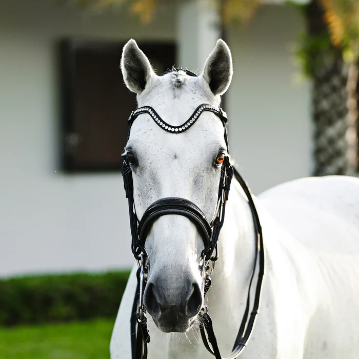 Saphira Bridle (Double) (No reins)