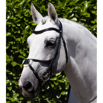 Glorioso Grackle Bridle (No reins)