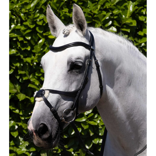 Glorioso Grackle Bridle (No reins)