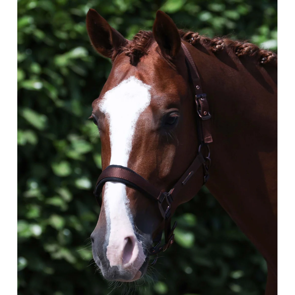 Fusco Head Collar With Lead Rope