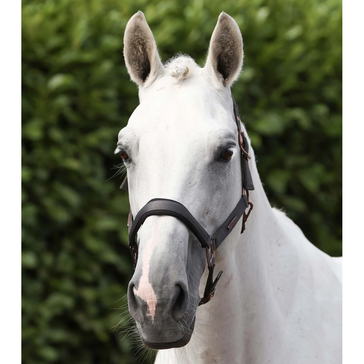 Fusco Head Collar With Lead Rope