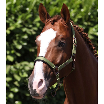 Fusco Head Collar With Lead Rope