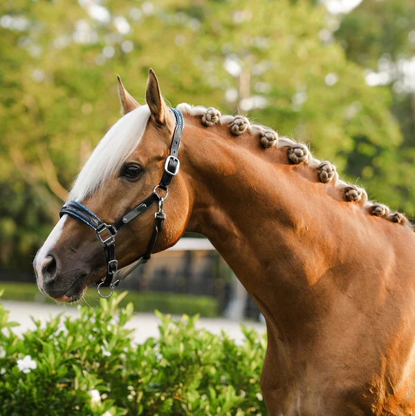 Paris Leather Halter
