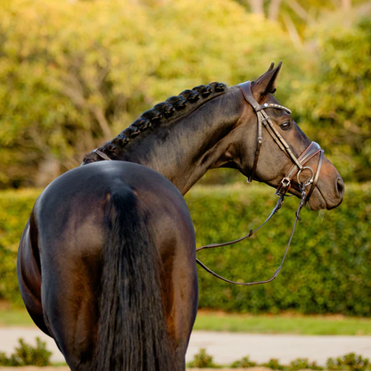 Pippa Bridle (Hanoverian) (No reins)