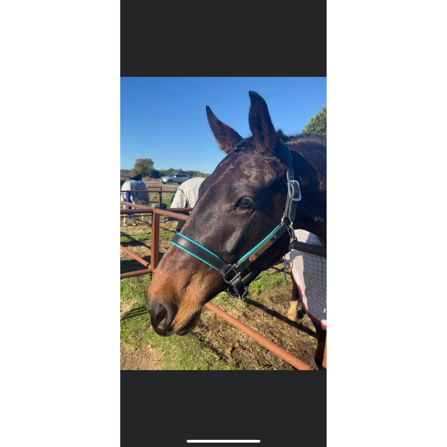 Custom Padded Leather Halter w/plate