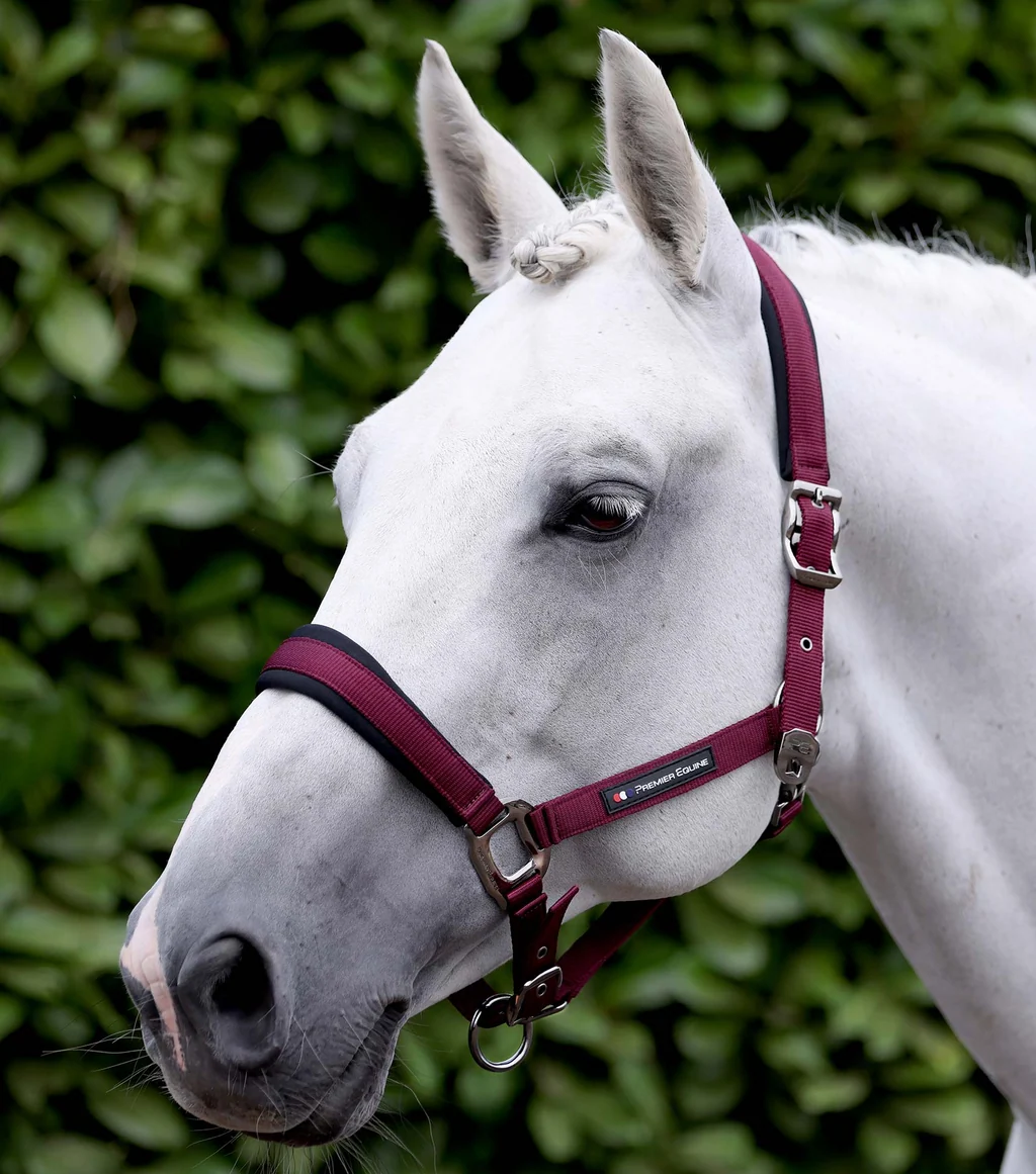 Corda Padded Head Collar with Lead Rope