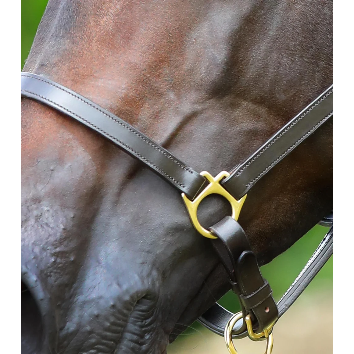 Pasco Plain Leather Head Collar