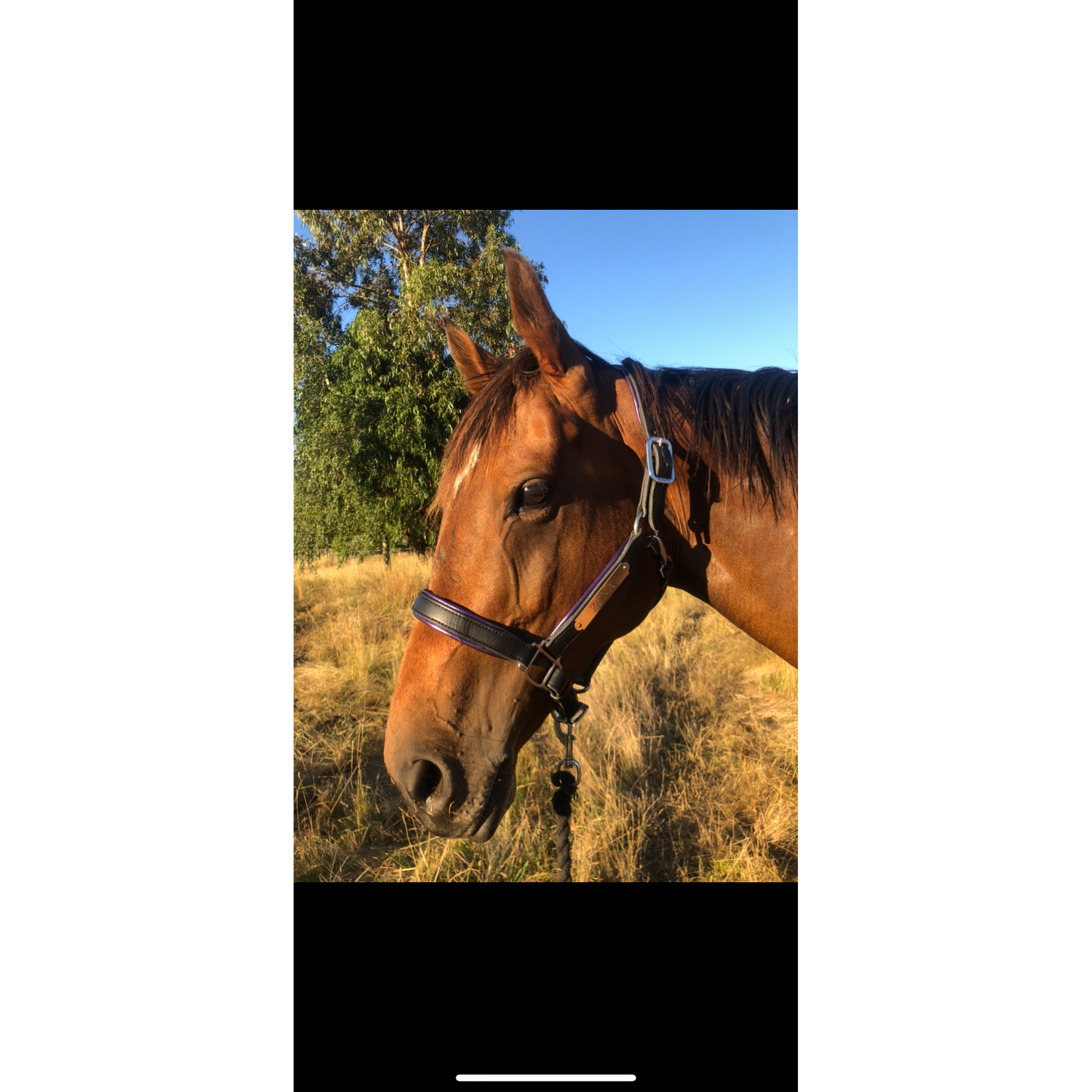 Custom Padded Leather Halter w/plate