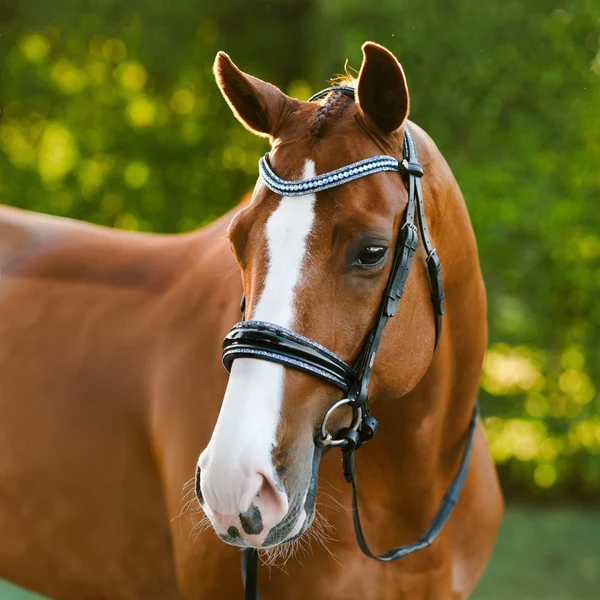 Paris Bridle (Cavesson) (No reins)