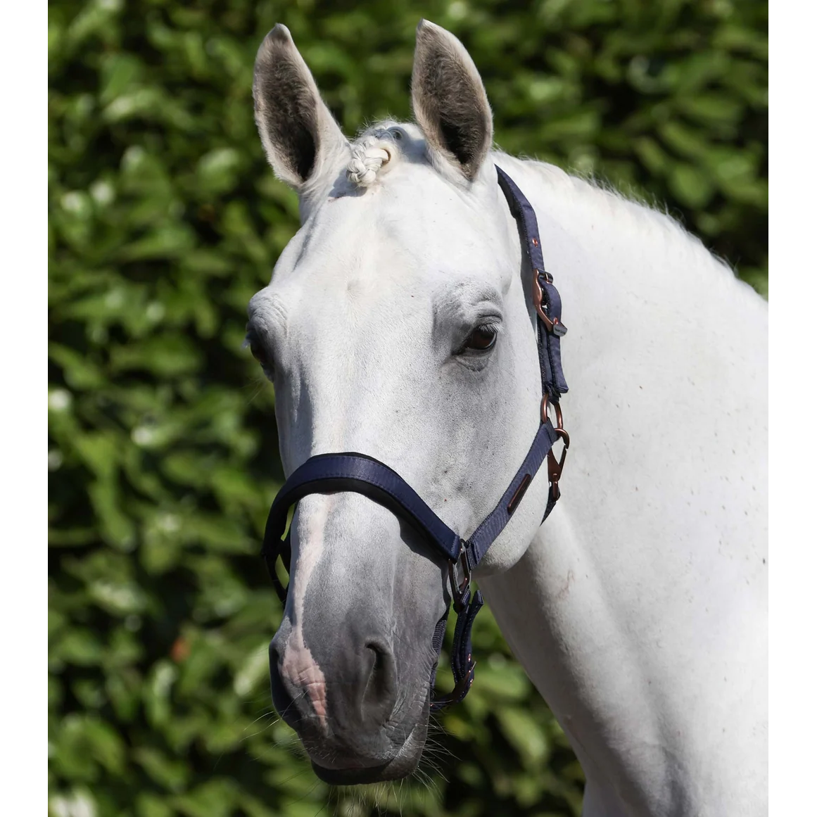 Fusco Head Collar With Lead Rope