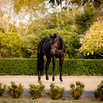 Pia Grackle Bridle (No reins)