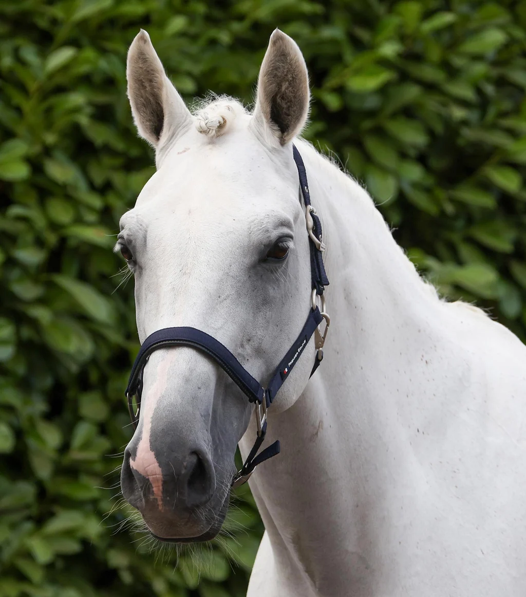 Plain Padded Head Collar with Lead Rope