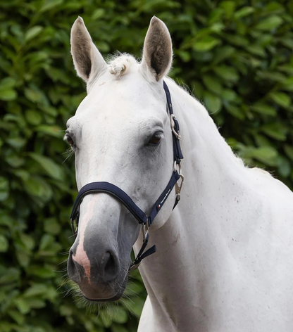 Plain Padded Head Collar with Lead Rope