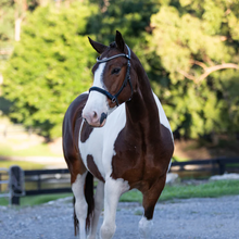 Load image into Gallery viewer, Santiago Bitless Bridle (No reins)