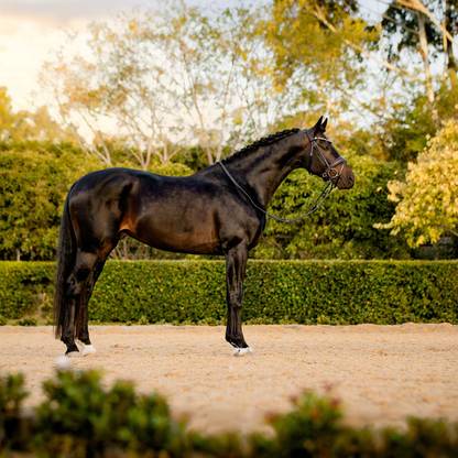 Pippa Bridle (Hanoverian) (No reins)