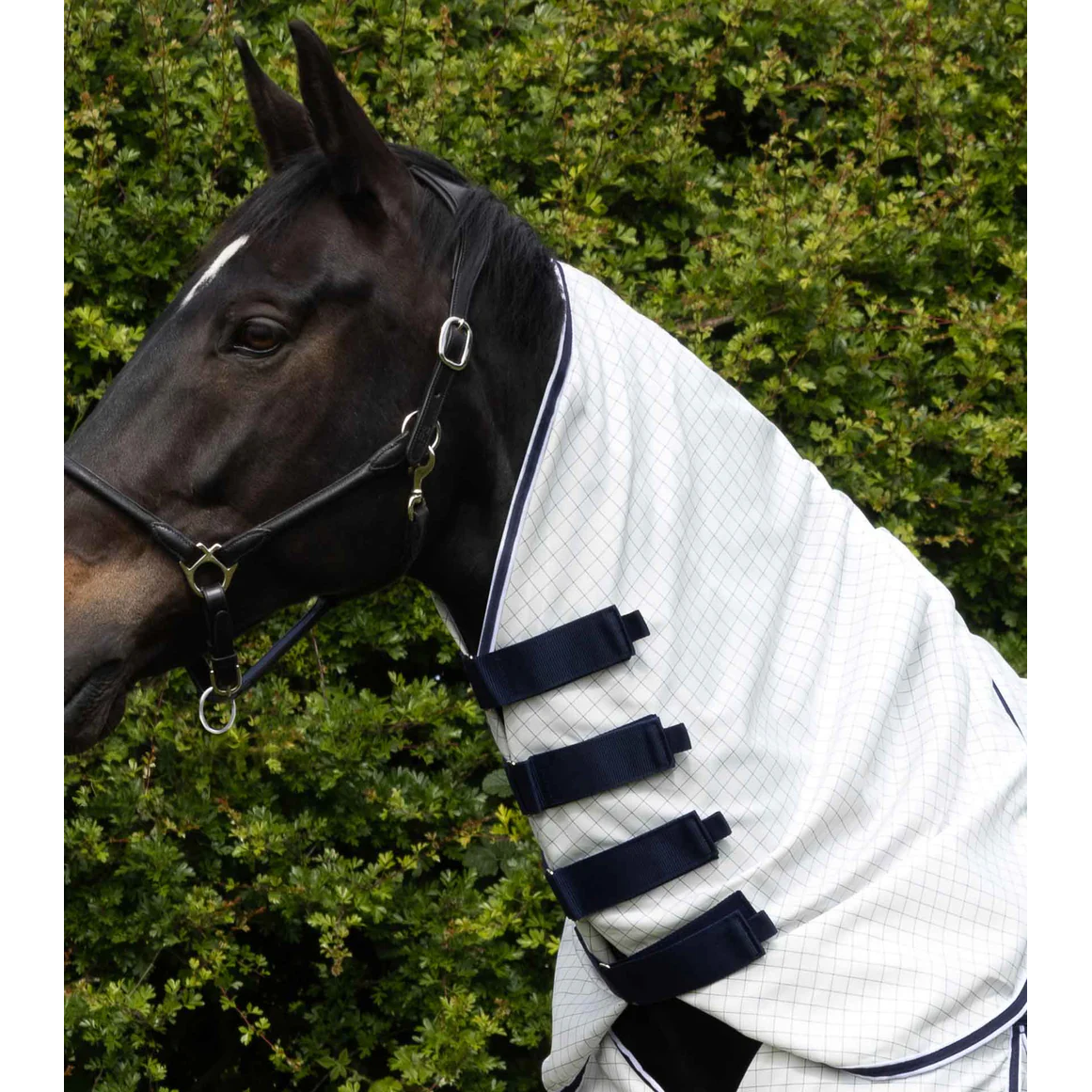 Cotone Combo Stable Sheet