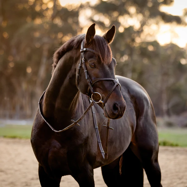 Pia Grackle Bridle (No reins)