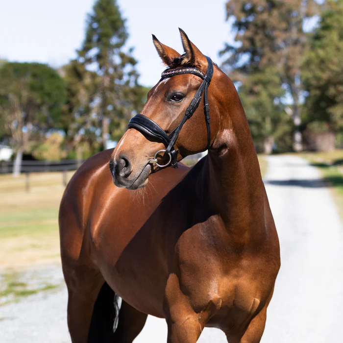 Ariana Bridle (Cavesson) (No reins)