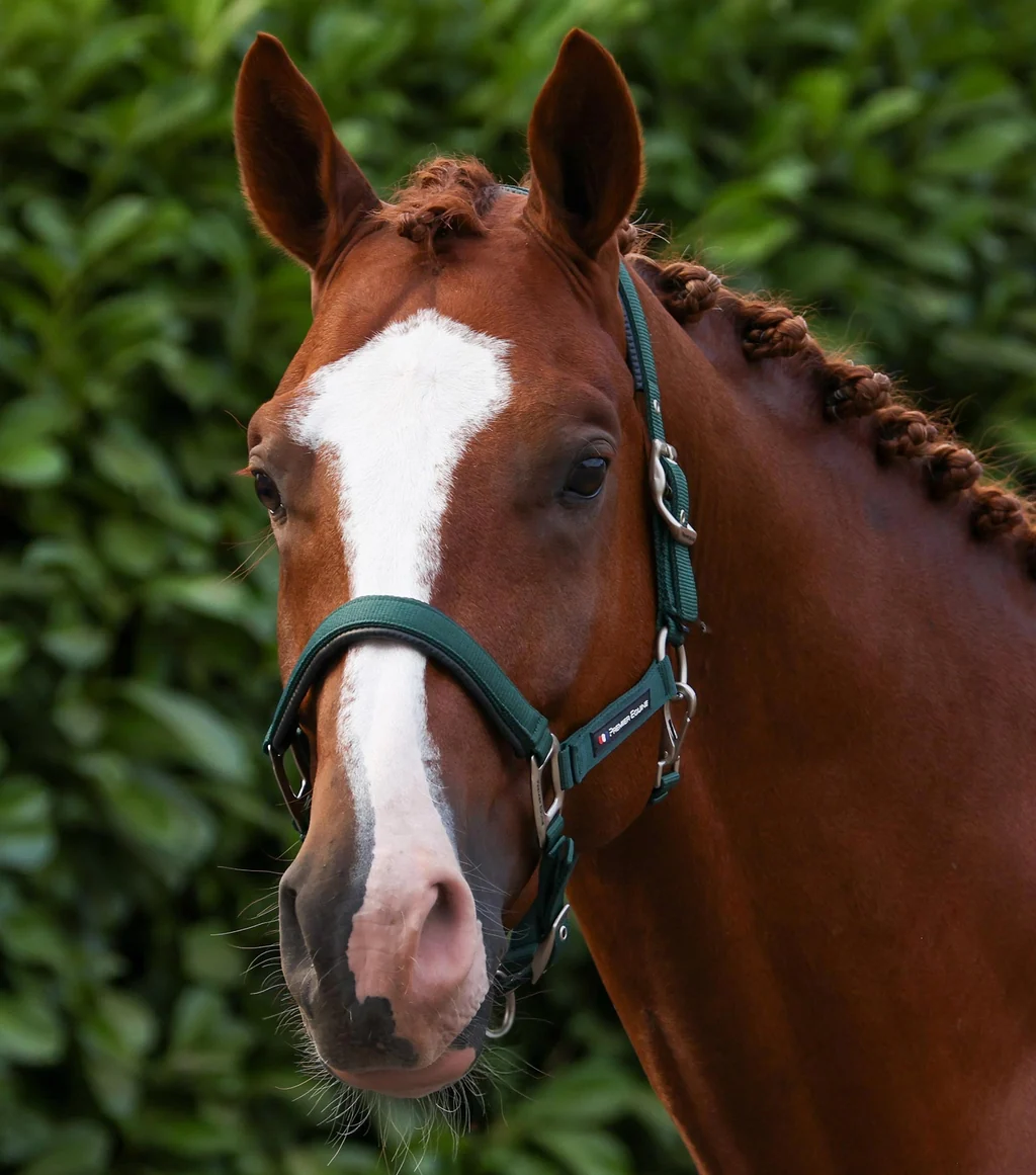 Plain Padded Head Collar with Lead Rope