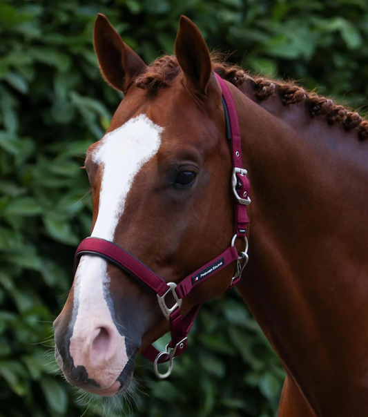 Plain Padded Head Collar with Lead Rope