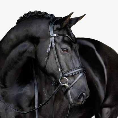 Penny Hanoverian Bridle (No reins)