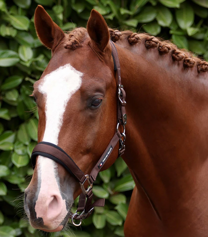 Corda Padded Head Collar with Lead Rope