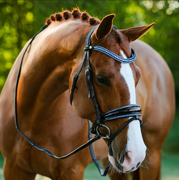 Paris Bridle (Hanoverian) (No reins)