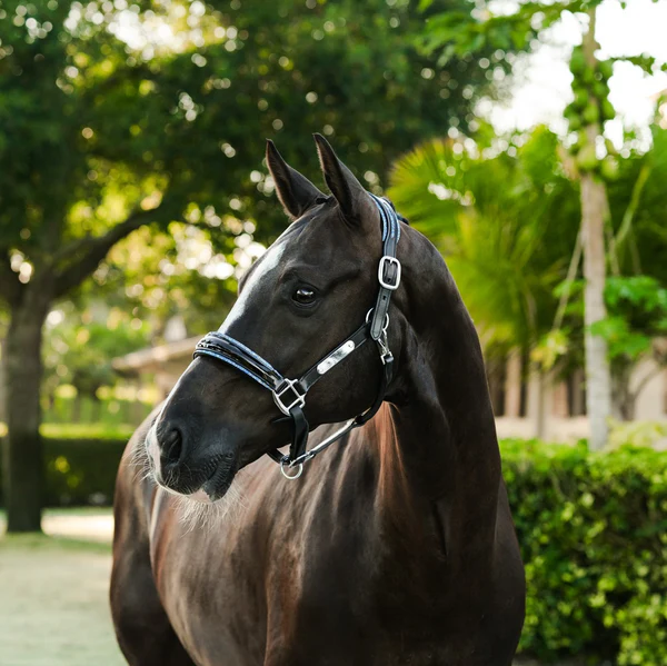 Paris Leather Halter