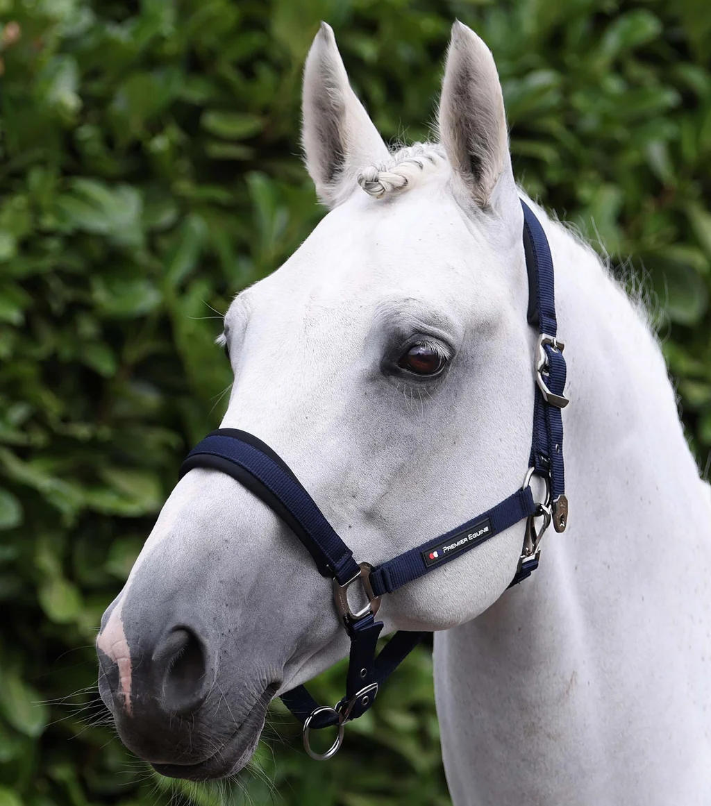 Corda Padded Head Collar with Lead Rope